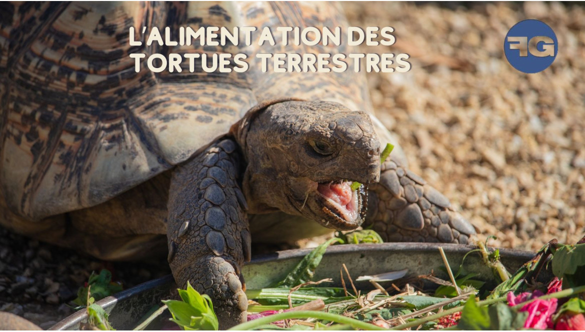 L’alimentation des tortues de terre (tortue d’hermann, grecque et autres)
